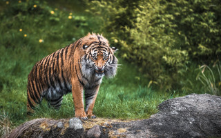Tiger walking lush green field 5 - a rock in the foreground free wallpaper