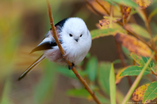 Small bird branch leaves blurry - brian snøddy free wallpaper for desktop