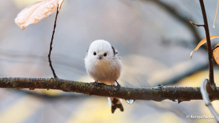Small white bird branch tree - adam szentpétery free wallpaper