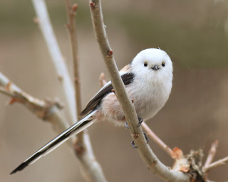 Small bird perched tree branch 10 - brian snøddy free wallpaper for desktop