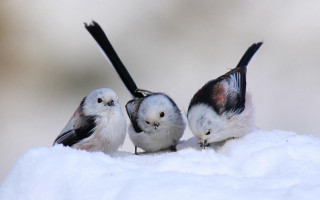 Three small birds snow covered - brian snøddy free wallpaper