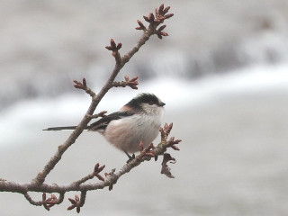 Small bird branch tree no - male free wallpaper for desktop