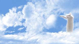 Cat flying clouds sky arms - its arm free wallpaper