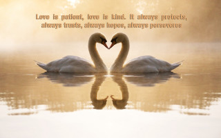 Two swans in water love - two swan free wallpaper