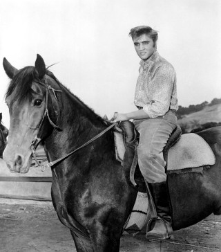 Man horse black white photo - a horse free wallpaper for tablet