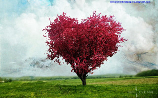Heart shaped tree field blue - flavia bloi free wallpaper for desktop