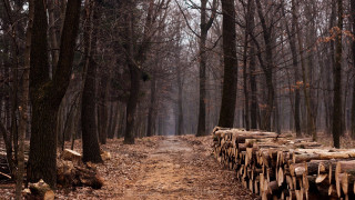 Path woods logs trees nature - a woodcut free wallpaper