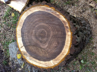 Tree stump hammer cut center - a woodcut free wallpaper