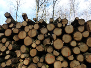 Logs woods trees sky clouds - the wood next free wallpaper