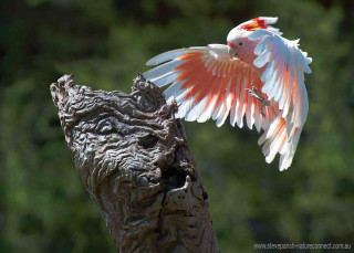 Bird wings spread tree stump - a tree stump free wallpaper