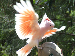 Pink white bird orange wings 2 - its head free wallpaper