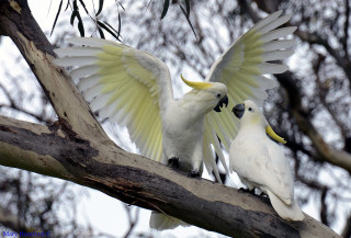 White birds spread wings nature - yellow beak free wallpaper