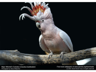 White bird red yellow mohawk - a white bird free wallpaper for desktop