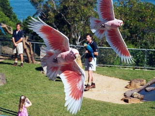 Birds flying over lush field - a distance free wallpaper