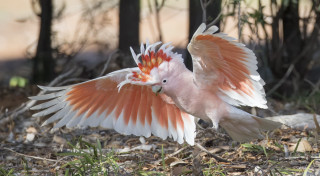 Pink white bird orange wings - chris labrooy free wallpaper