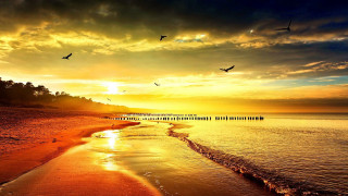 Beach birds sunset sky water - sunrise free wallpaper for desktop