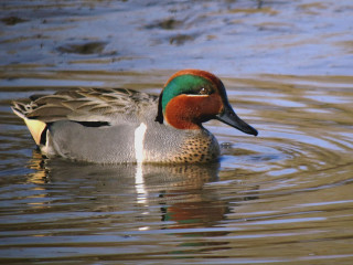 Duck brown green head white - a duck free wallpaper