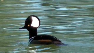 Duck swimming water light reflection - its beak free wallpaper