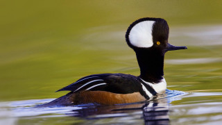 Black headed duck green pond - green water free wallpaper
