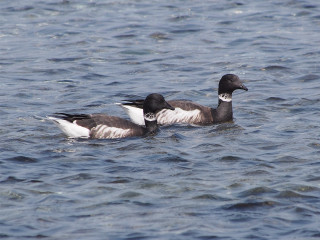 Ducks swimming water sunny day - the water together free wallpaper