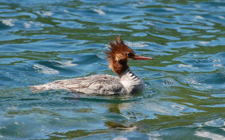 Duck red head floating wings - its wing free wallpaper