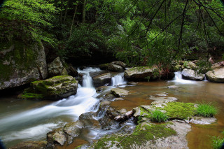 Lush green forest stream waterfall 6 - the rock free wallpaper