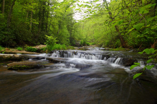 Lush stream forest trees rocks - a lush green forest free wallpaper for desktop