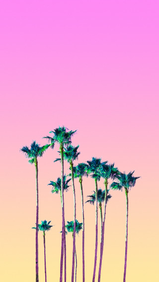 Palm trees pink sky background - a pink sky in the background free wallpaper for mobile