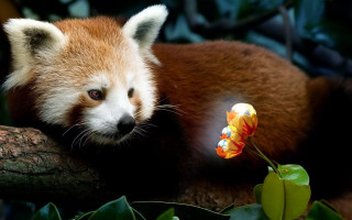 Red panda tree branch flower - marvel free wallpaper