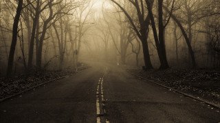 Forest road fog empty trees - fog free wallpaper
