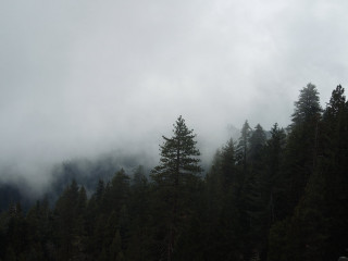 Forest trees clouds people road - gloomy atmosphere free wallpaper