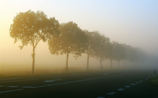 Foggy road trees cars volumetric - a few car free wallpaper