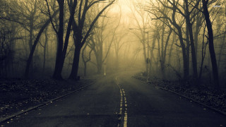 Forest road trees fog nature - gloomy atmosphere free wallpaper