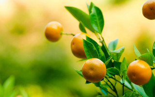 Oranges hanging tree branch leaves - boetius adamsz bolswert free wallpaper for desktop