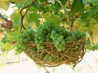 Grapes hanging basket vine tree - a vine free wallpaper