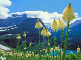 Yellow flowers field mountains clouds - the sky above them free wallpaper