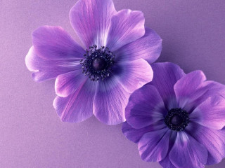 Purple flowers purple background black - two purple flower free wallpaper
