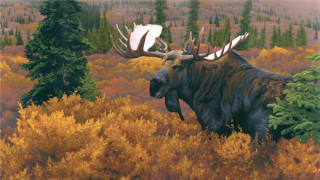 Moose large antlers walking forest - a white tail free wallpaper