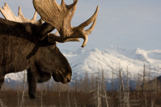 Moose antlers mountain snow urban - edwin landseer free wallpaper