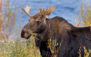 Moose large antlers tall grass - leesha hannigan free wallpaper