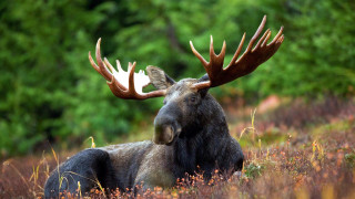 Moose laying field trees background - leesha hannigan free wallpaper