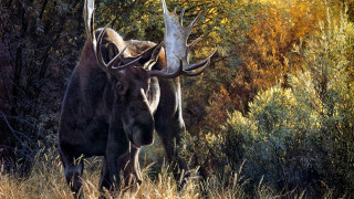 Moose standing field trees background - oil painting free wallpaper