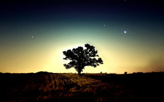 Lone tree field night moon - the moon in the background free wallpaper for desktop