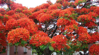 Tree red flowers house pink - the side of the street free wallpaper