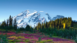 Mountain snow peak trees flowers - peak in the distance free wallpaper
