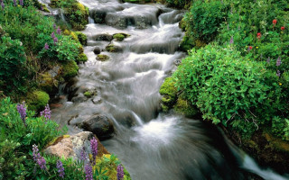 Stream water forest flowers rocks - nature free wallpaper