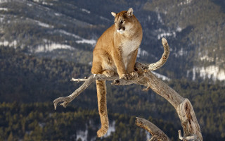 Mountain lion tree branch mountains - a mountain lion free wallpaper