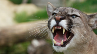 Cat closeup mouth open teeth - tooth wide free wallpaper