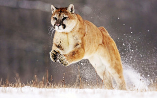 Mountain lion running snow field - a mountain lion free wallpaper