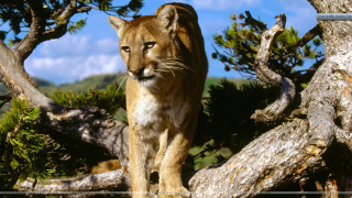 Mountain lion forest branch blue - a mountain lion free wallpaper